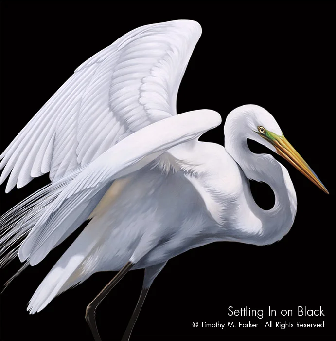Egret Painting - Artist Tim Parker