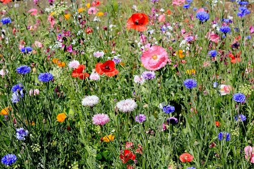 urban meadow with defined borders