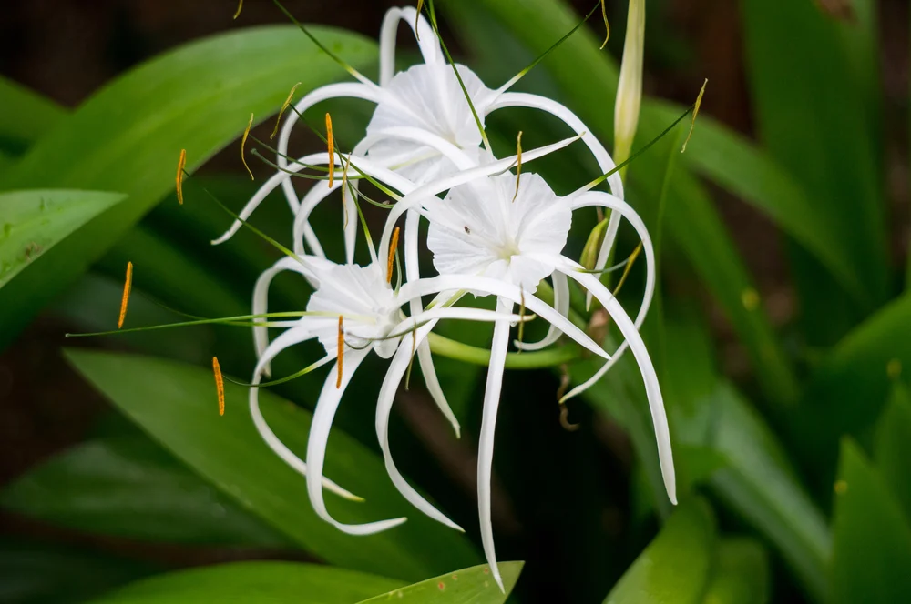 Native White Spider Lily requires little care in shade or part shade
