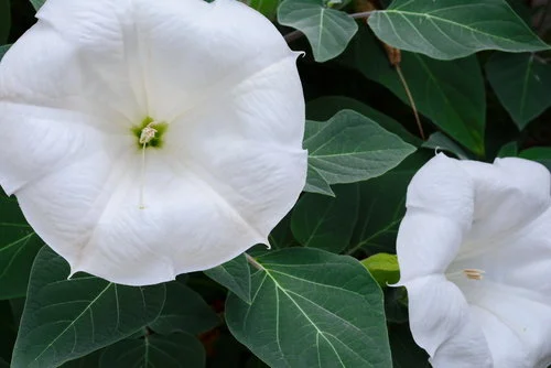 DATURA.jpg