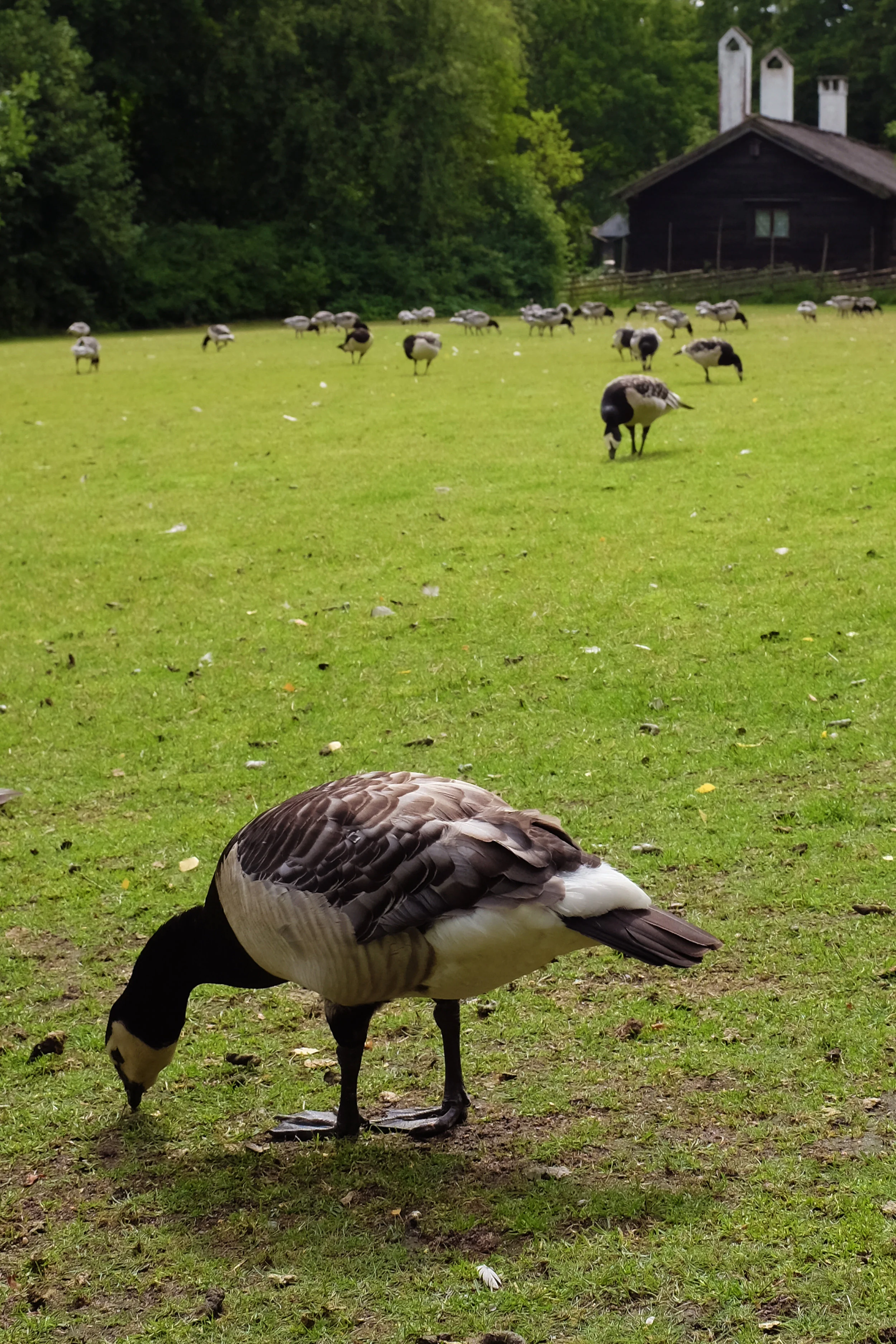 juillet_2016_0949.JPG