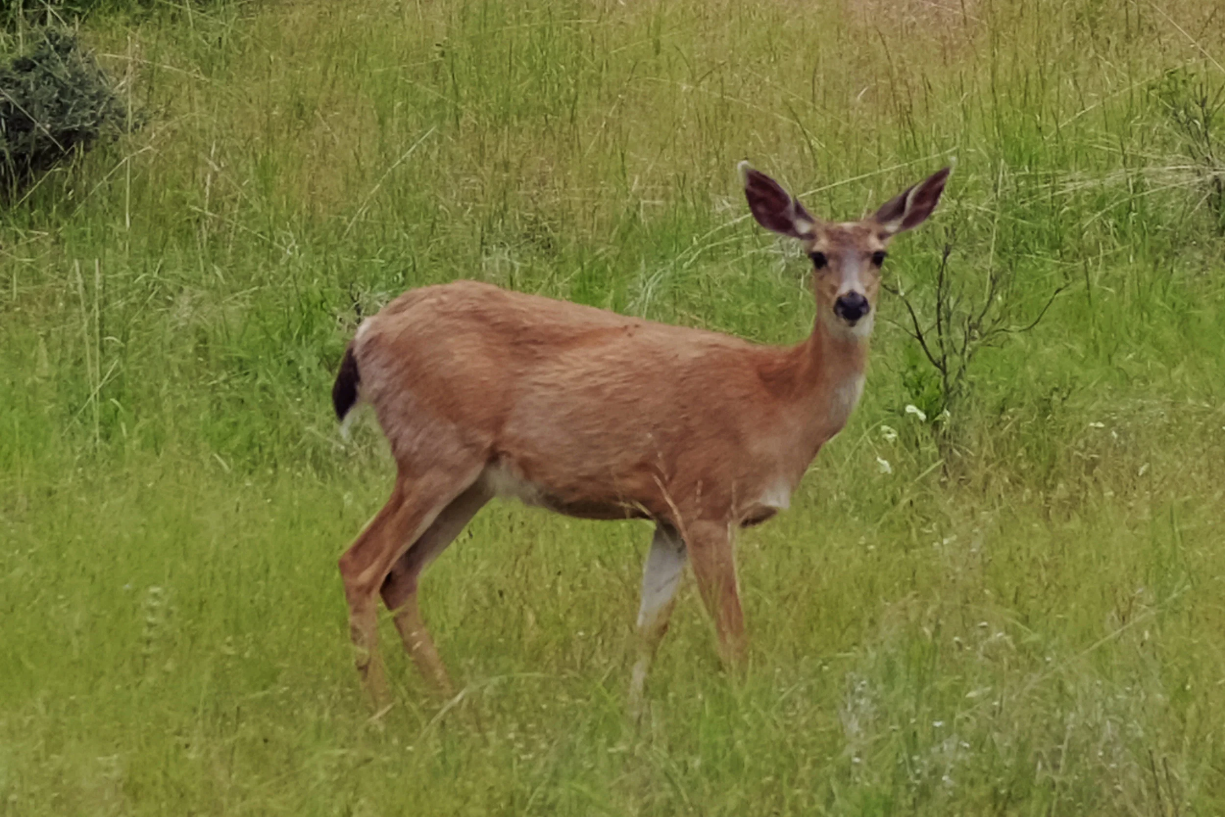 juin_2018_570b.jpg