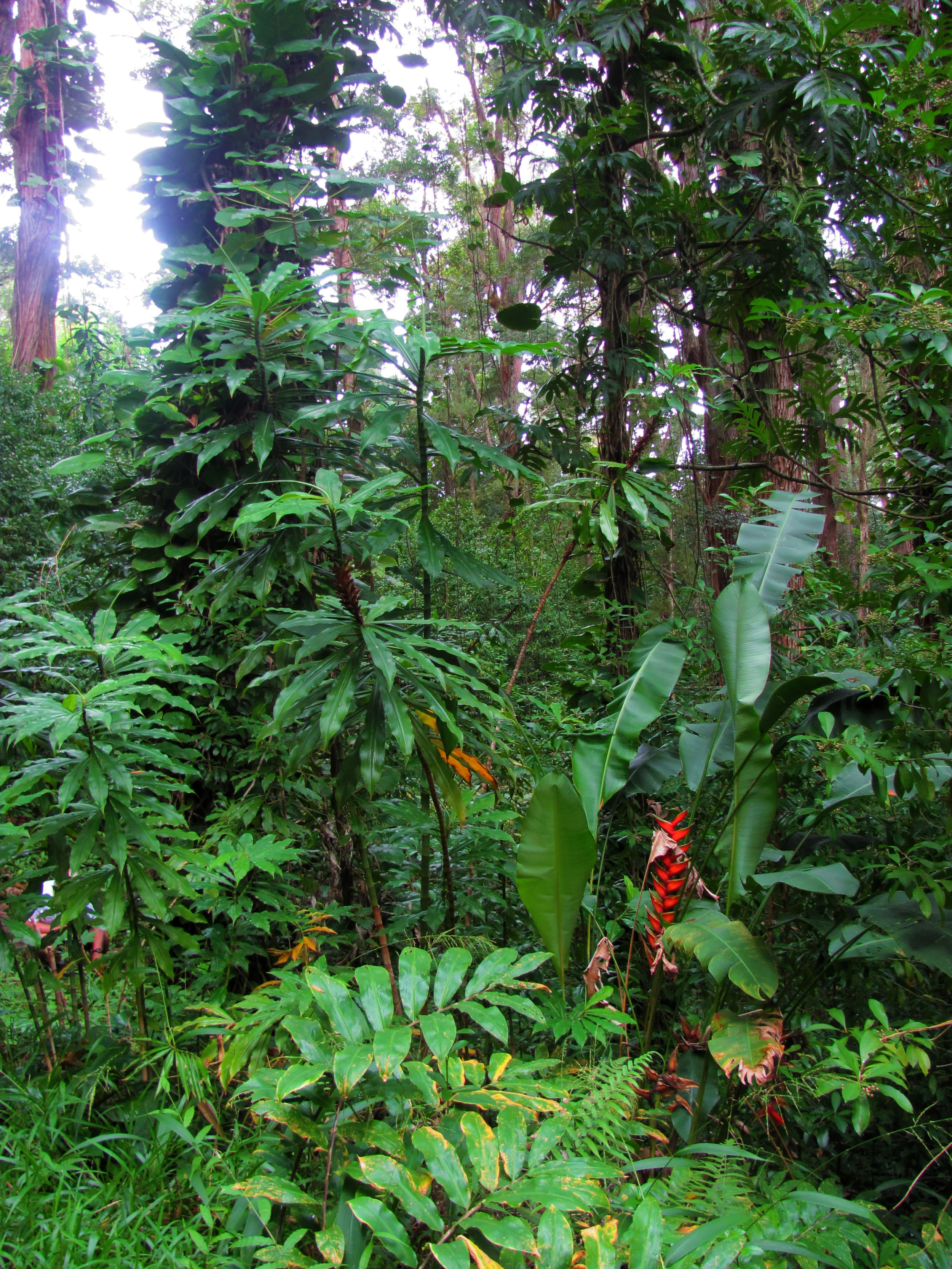 062B_Maui.jpg