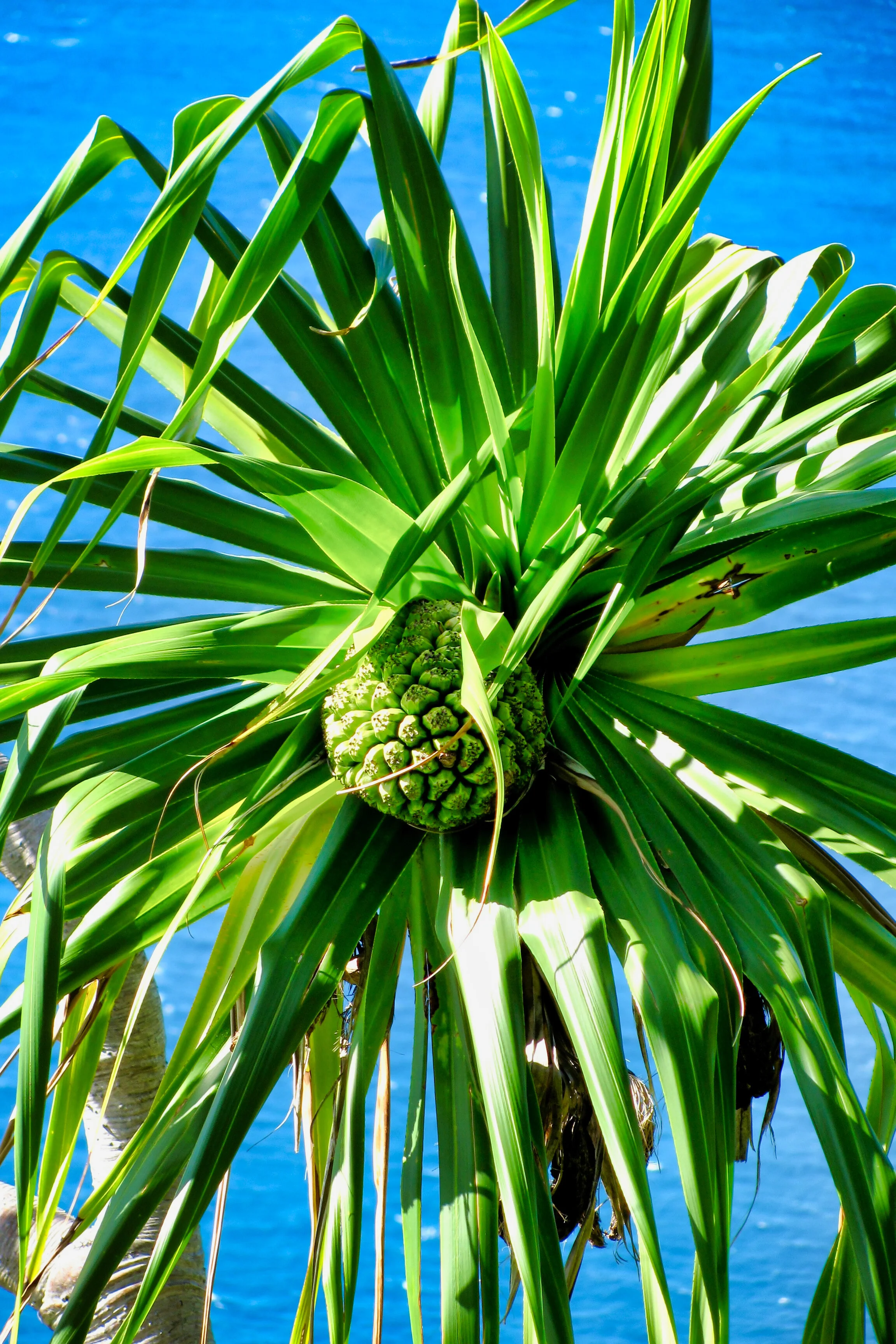 Hawaii_047.jpg