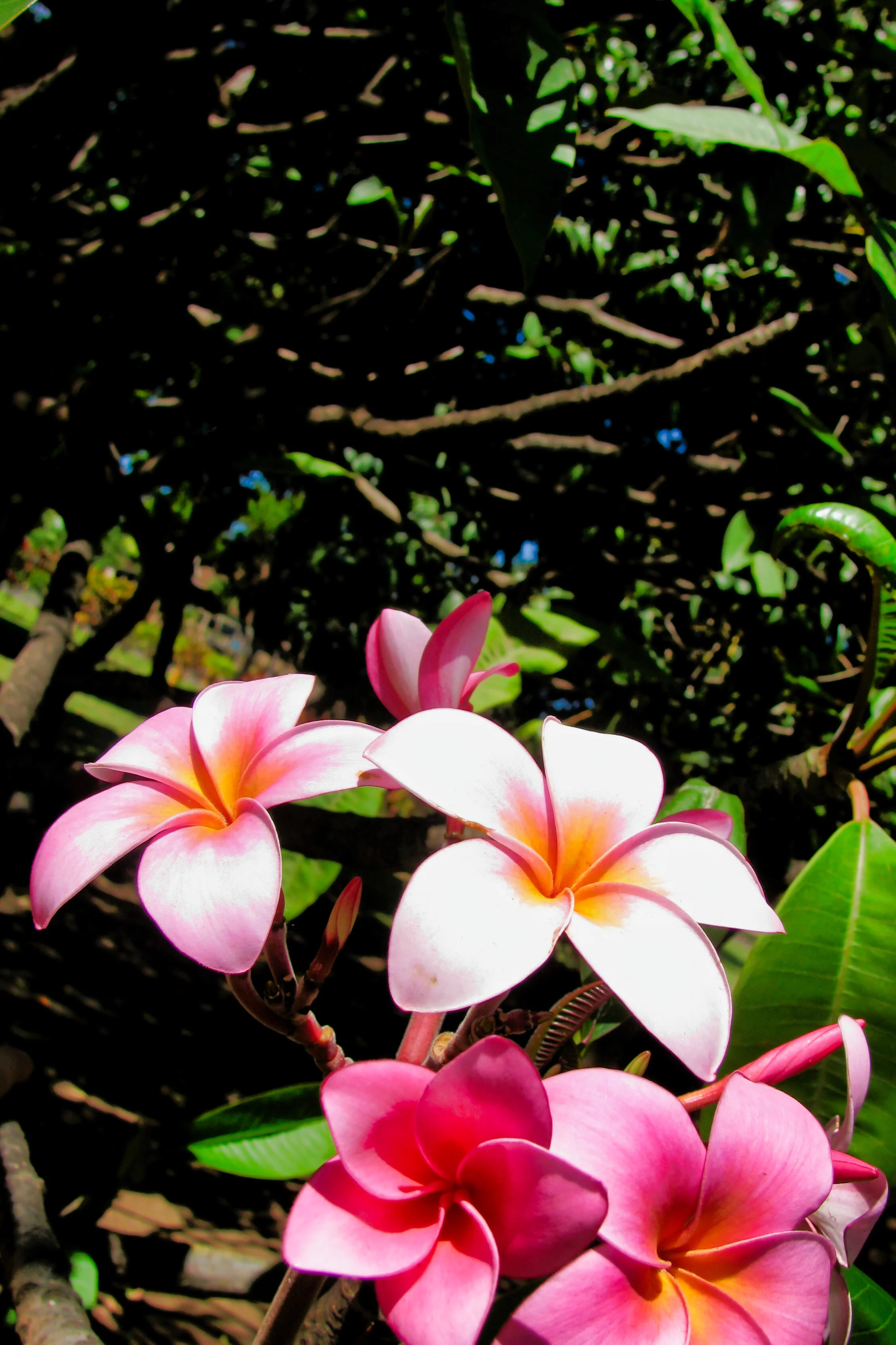 Hawaii_056.jpg