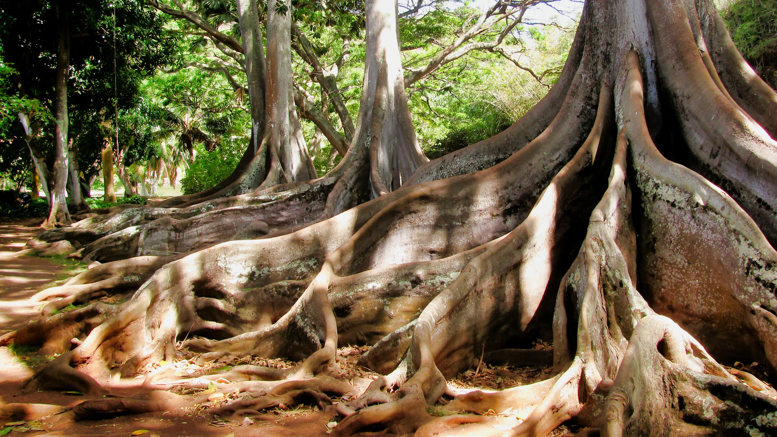 Hawaii_081.jpg