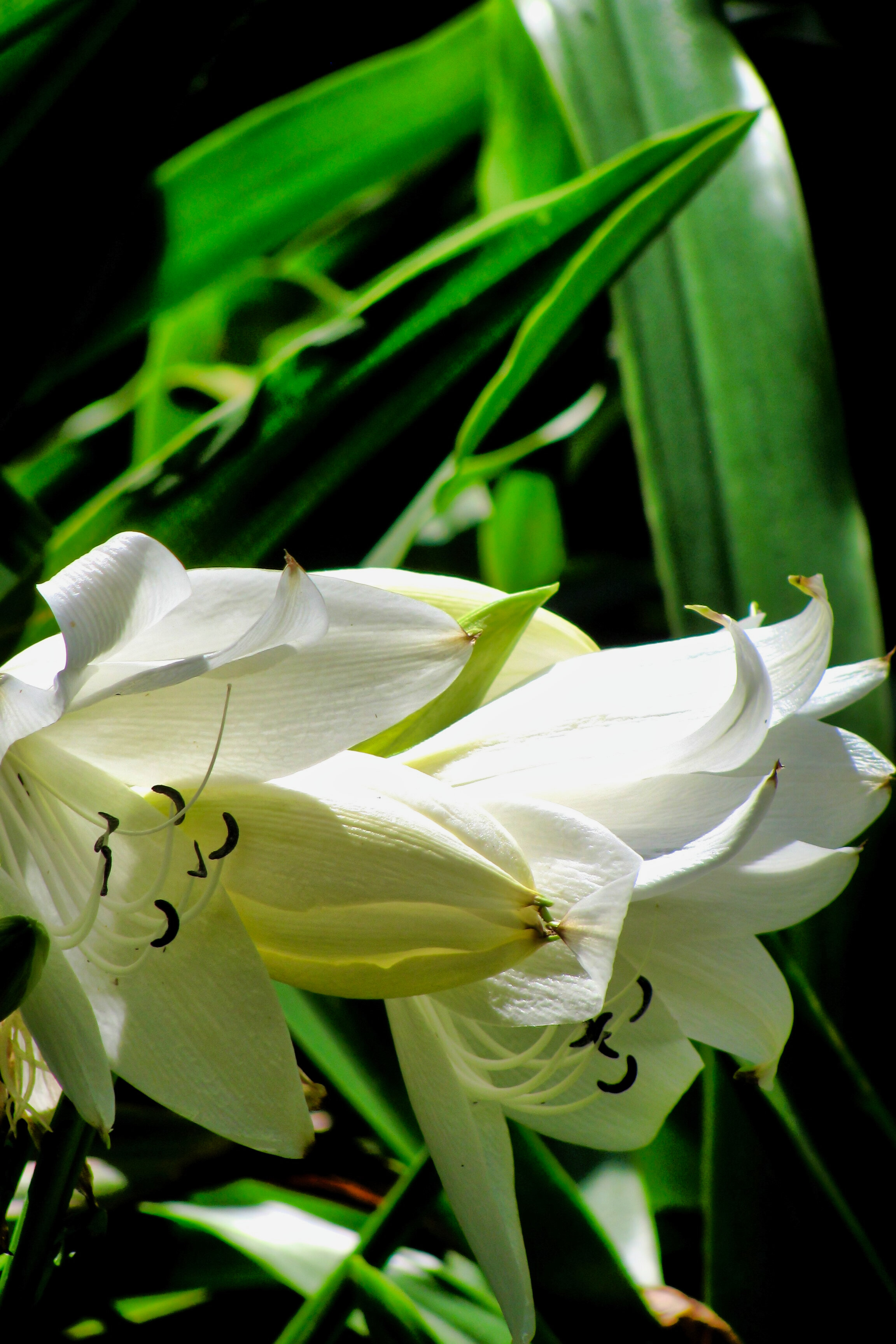 Hawaii_082.jpg