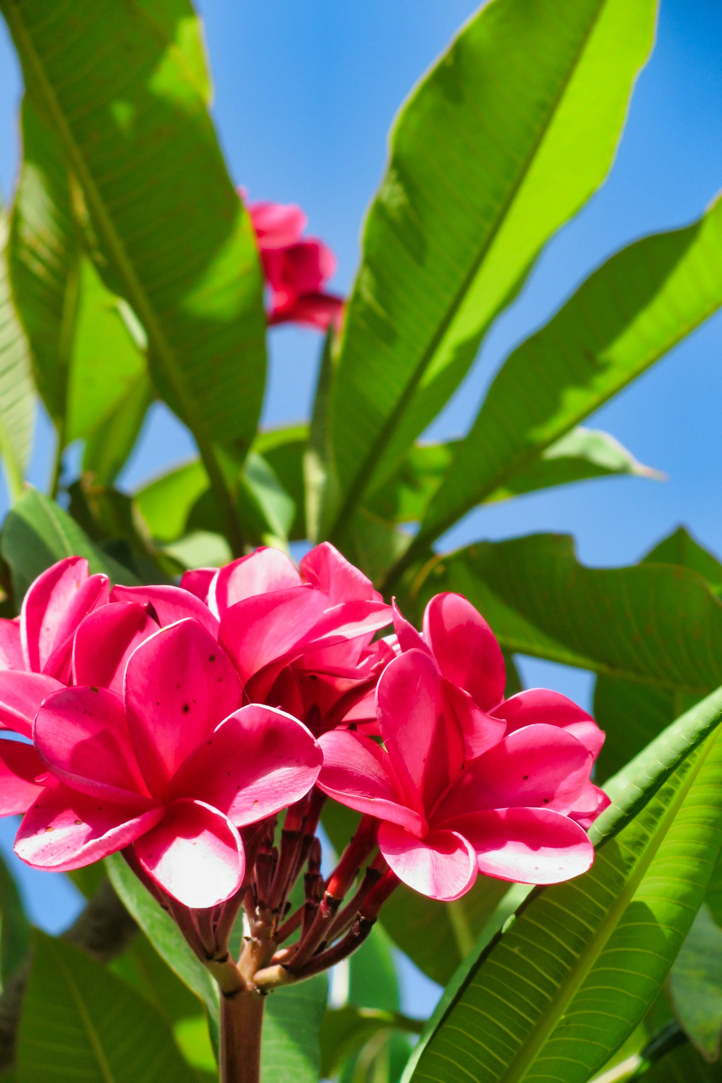 Hawaii_083.jpg
