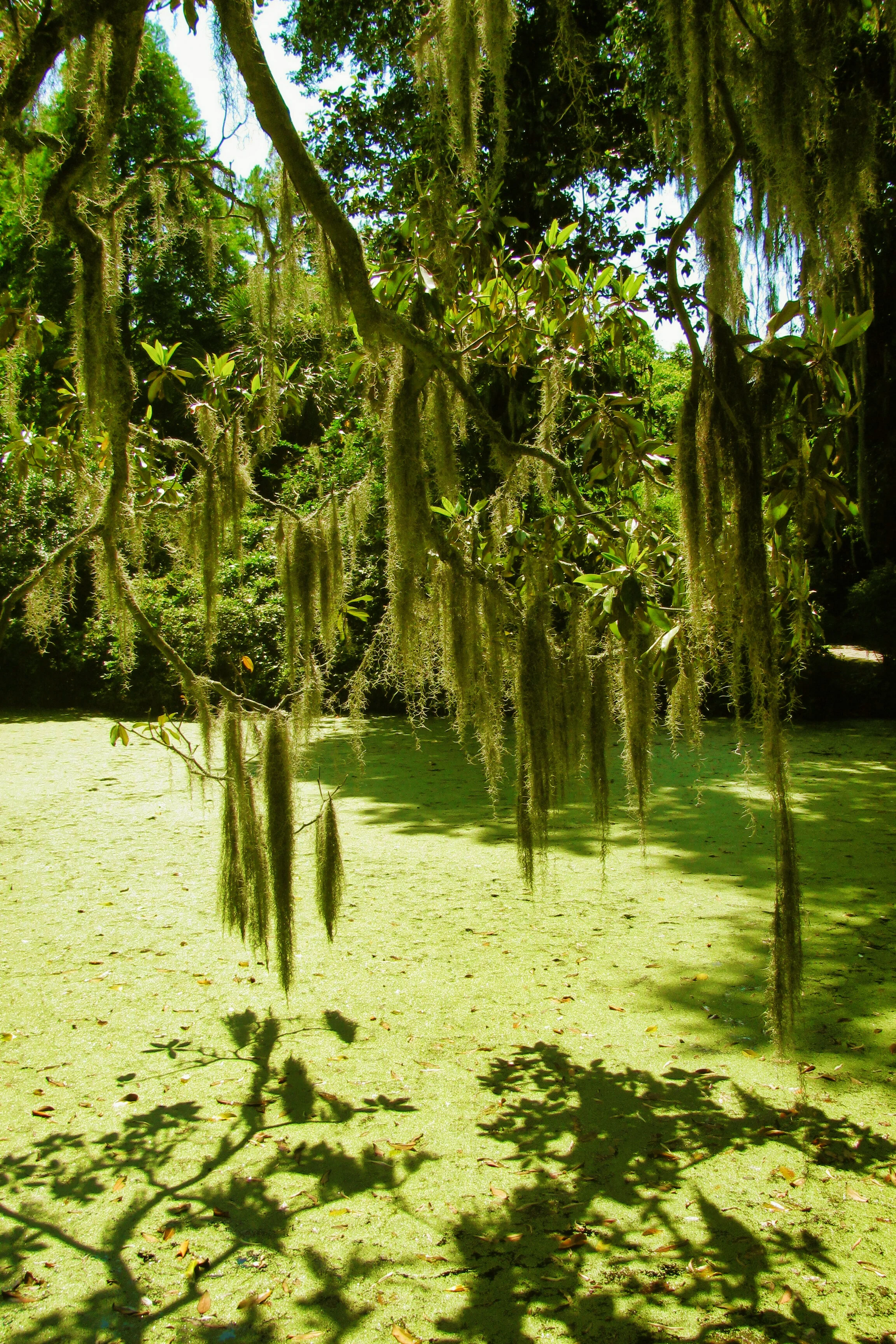 Charleston_004.jpg