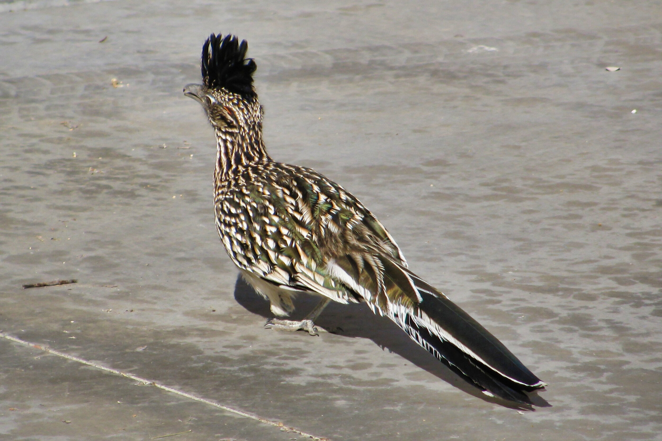 decembre_2012_024.jpg