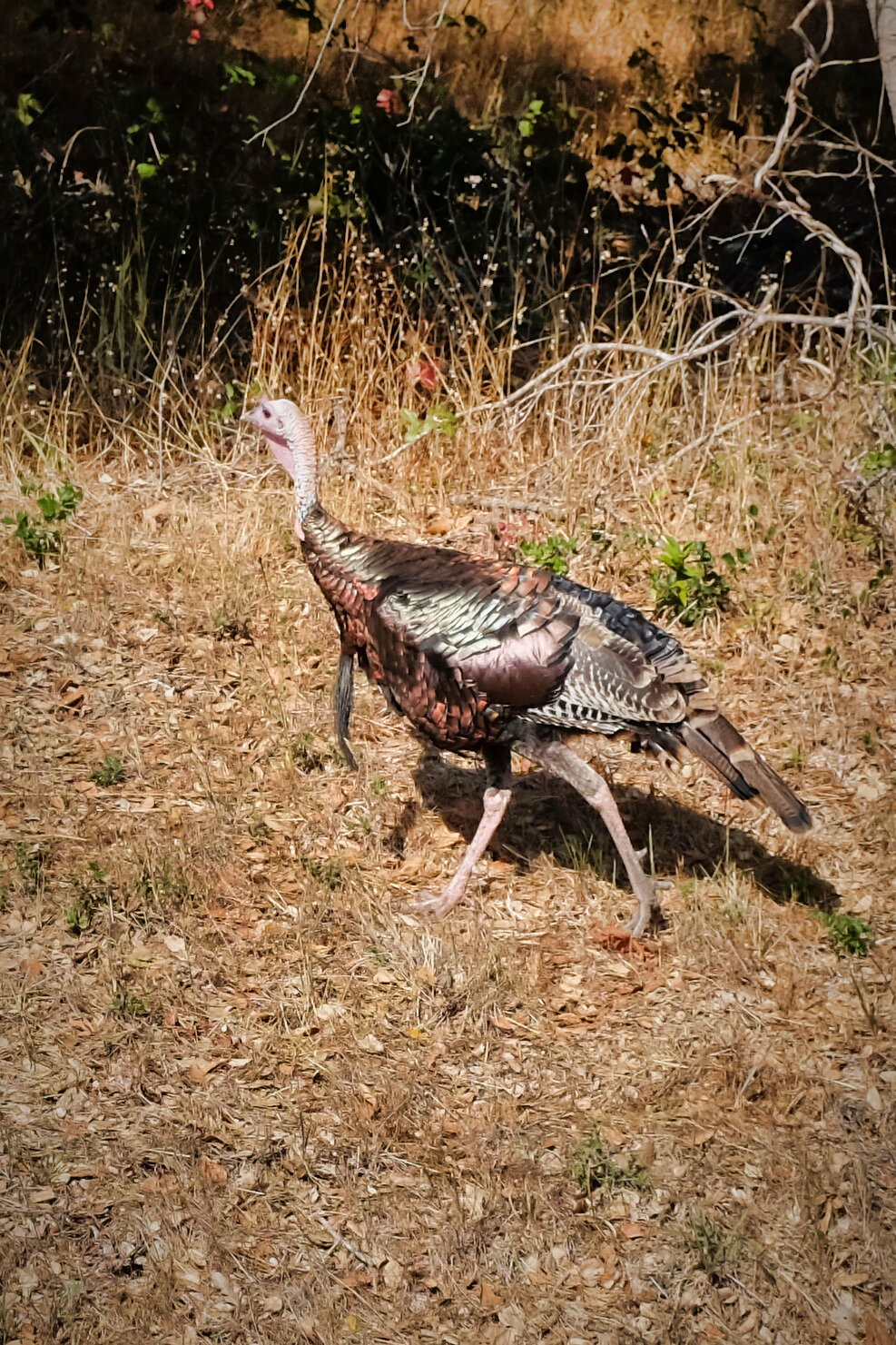 DSCF3633.JPG