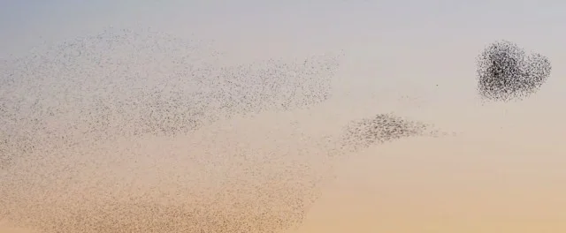 A-Bird-Ballet5-640x264.jpg