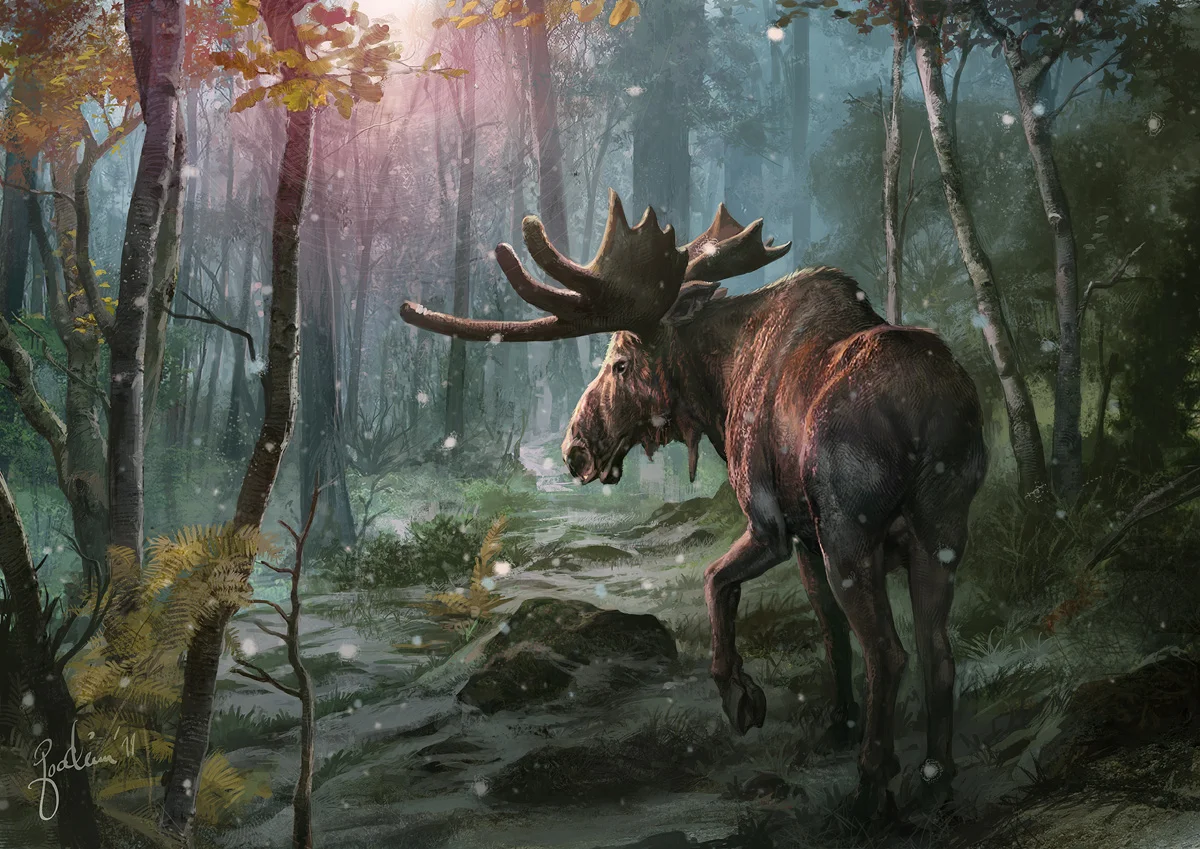 Moose in Sunset