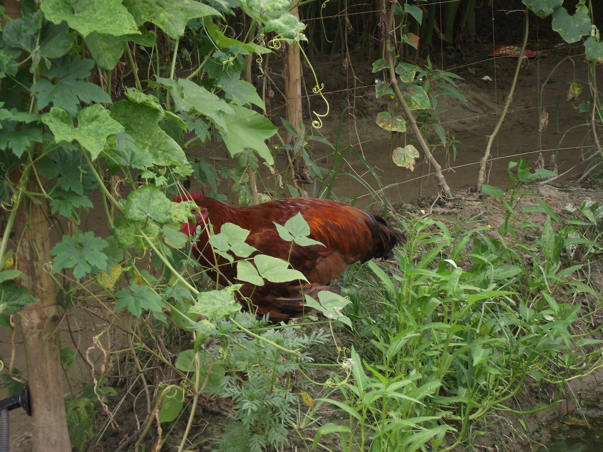DSCF3917.JPG