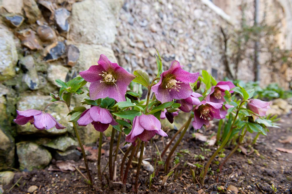 3hellebores.jpg