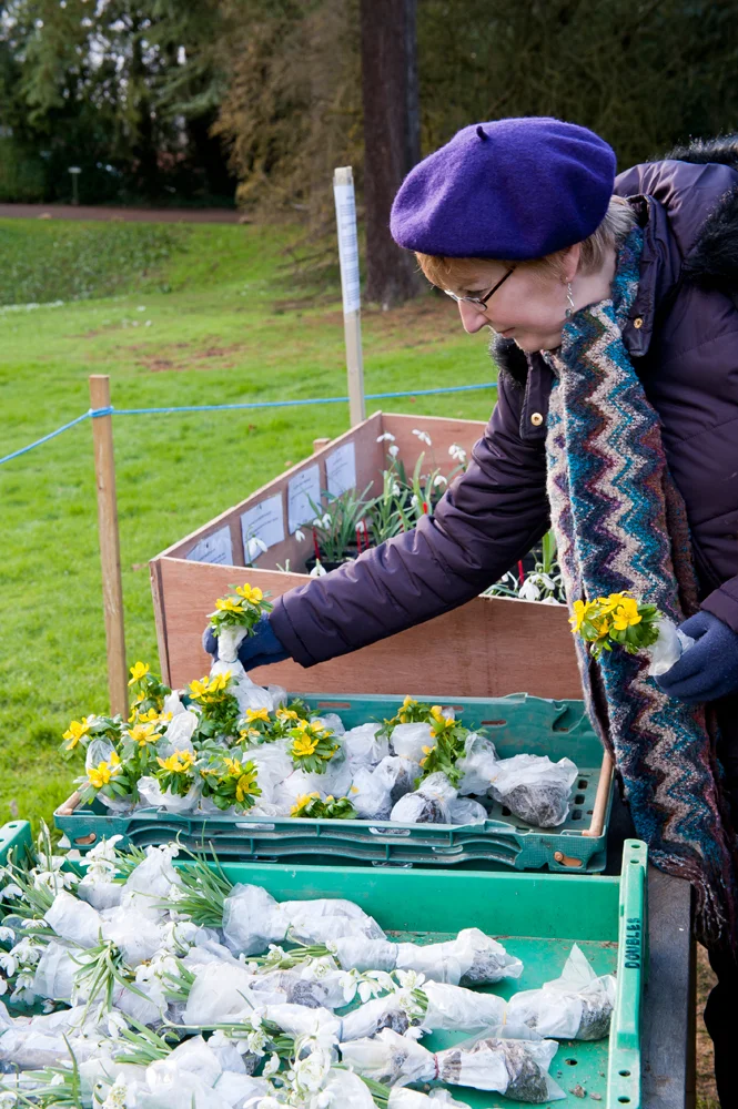 5snowdropsale.jpg