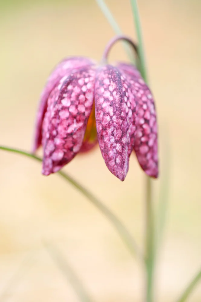 fritillaria.jpg