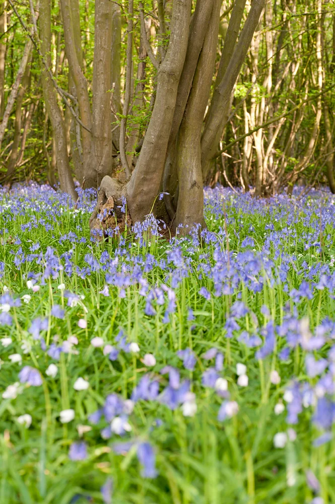 bluebells4.jpg