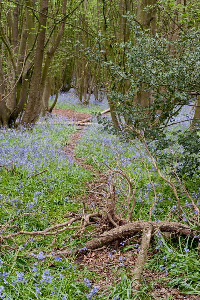 bluebells2.jpg