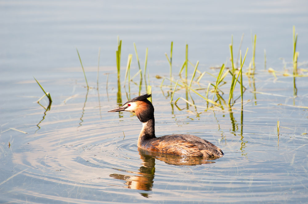 a great crested grebe taking a paddle