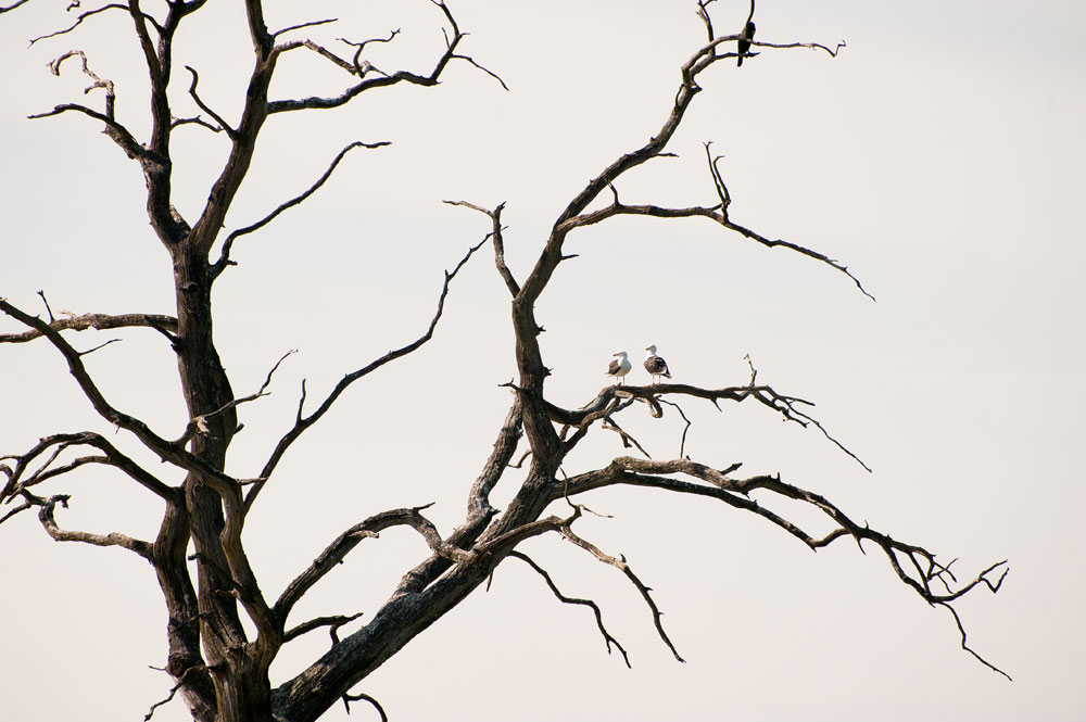 lesser black-backed gulls catching up on the daily gossip