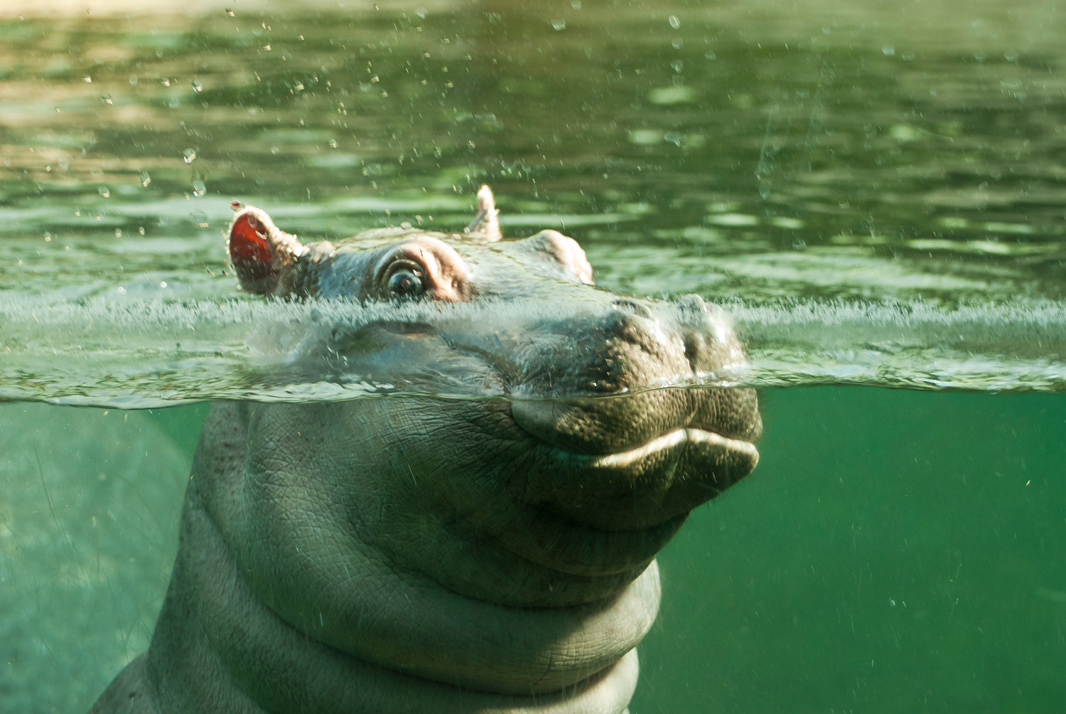 Berlin Zoo, Germany