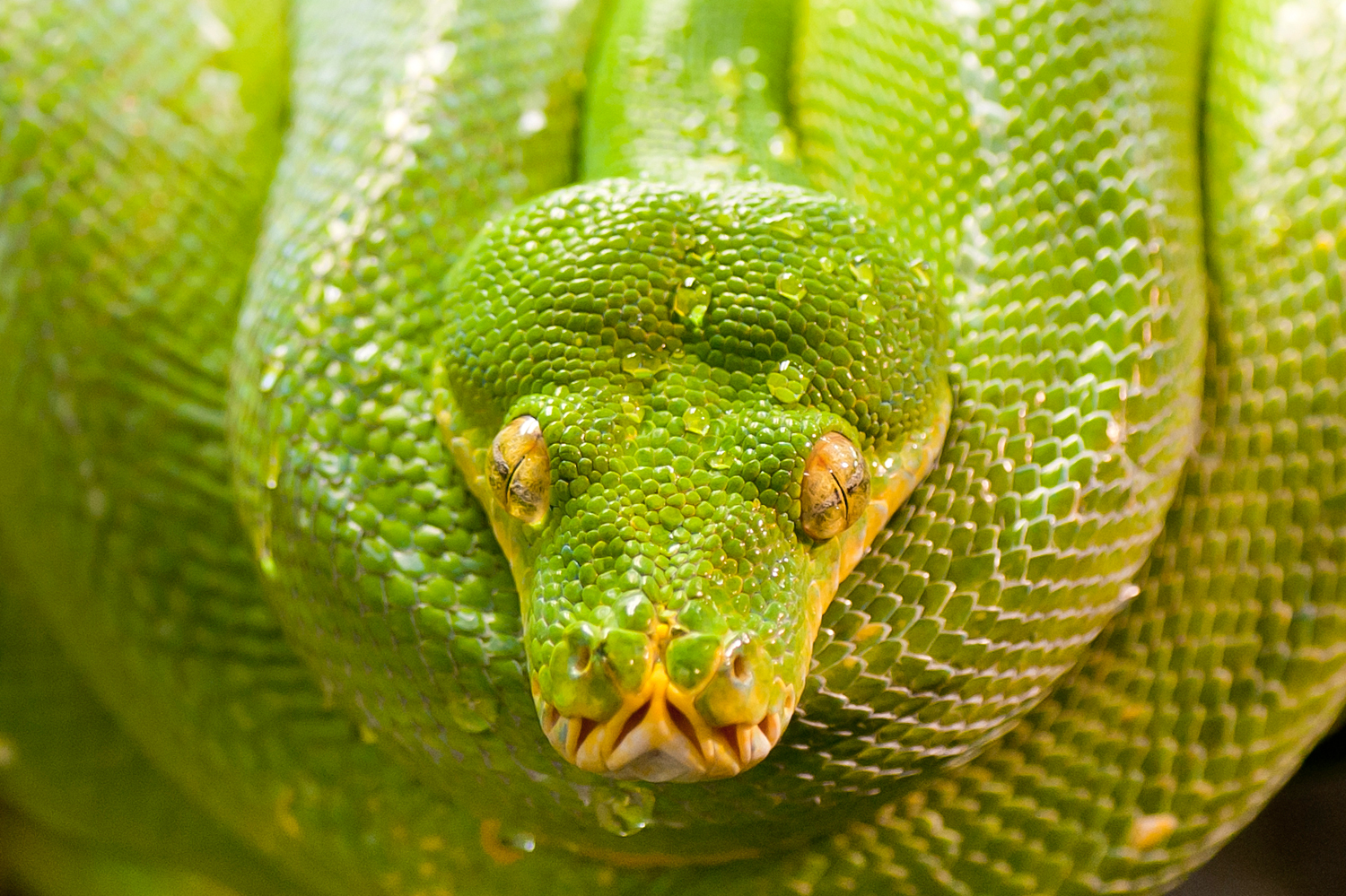 Tierpark Berlin, Germany