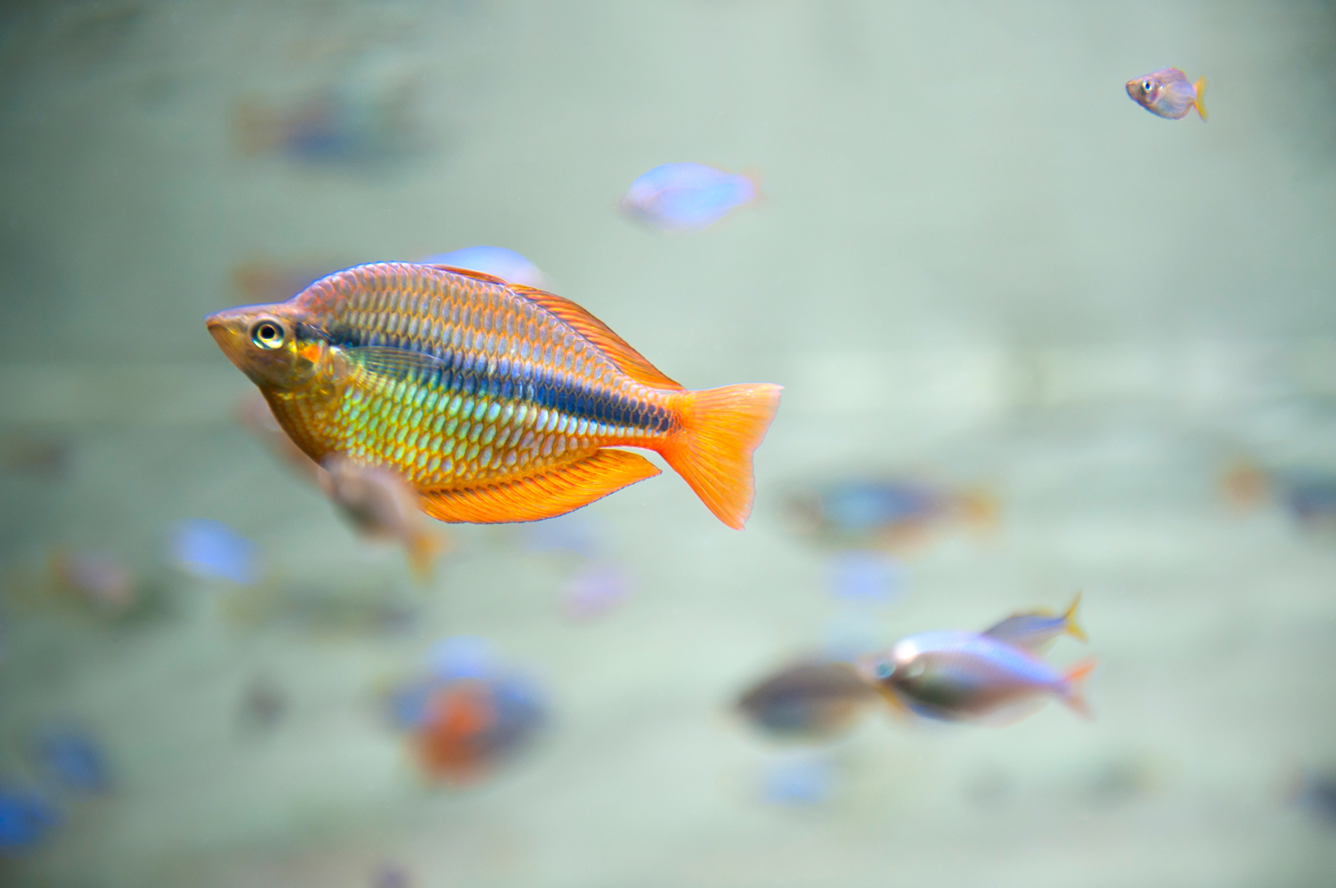 Berlin Aquarium, Germany