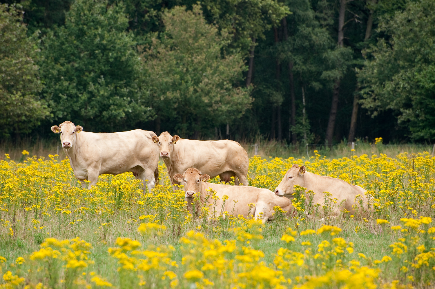 Chaamse Beek, North Brabant, Netherlands