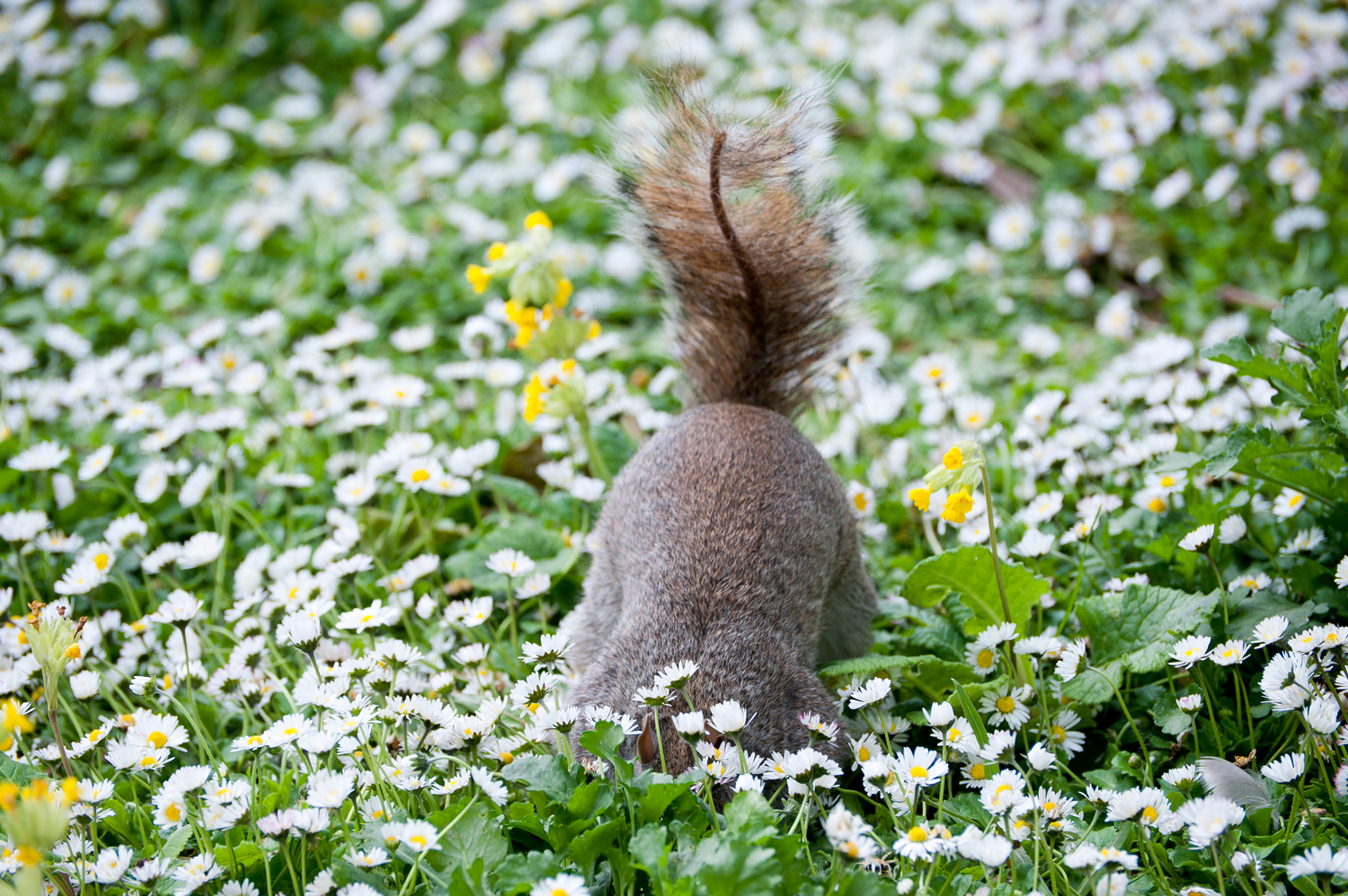 St James's Park, London, England