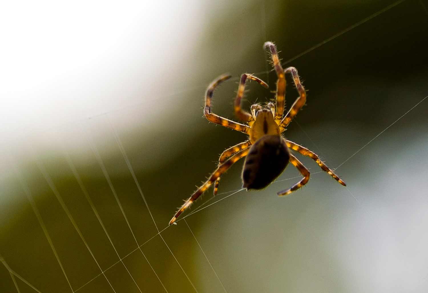 A spider performs a gracious ballet while spinning its web