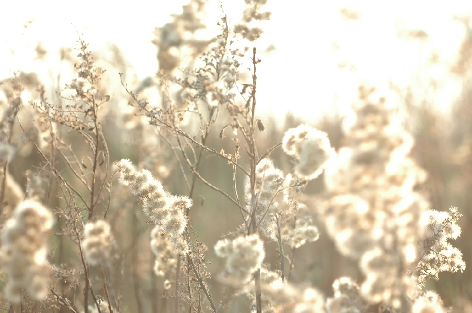 Backlit weeds