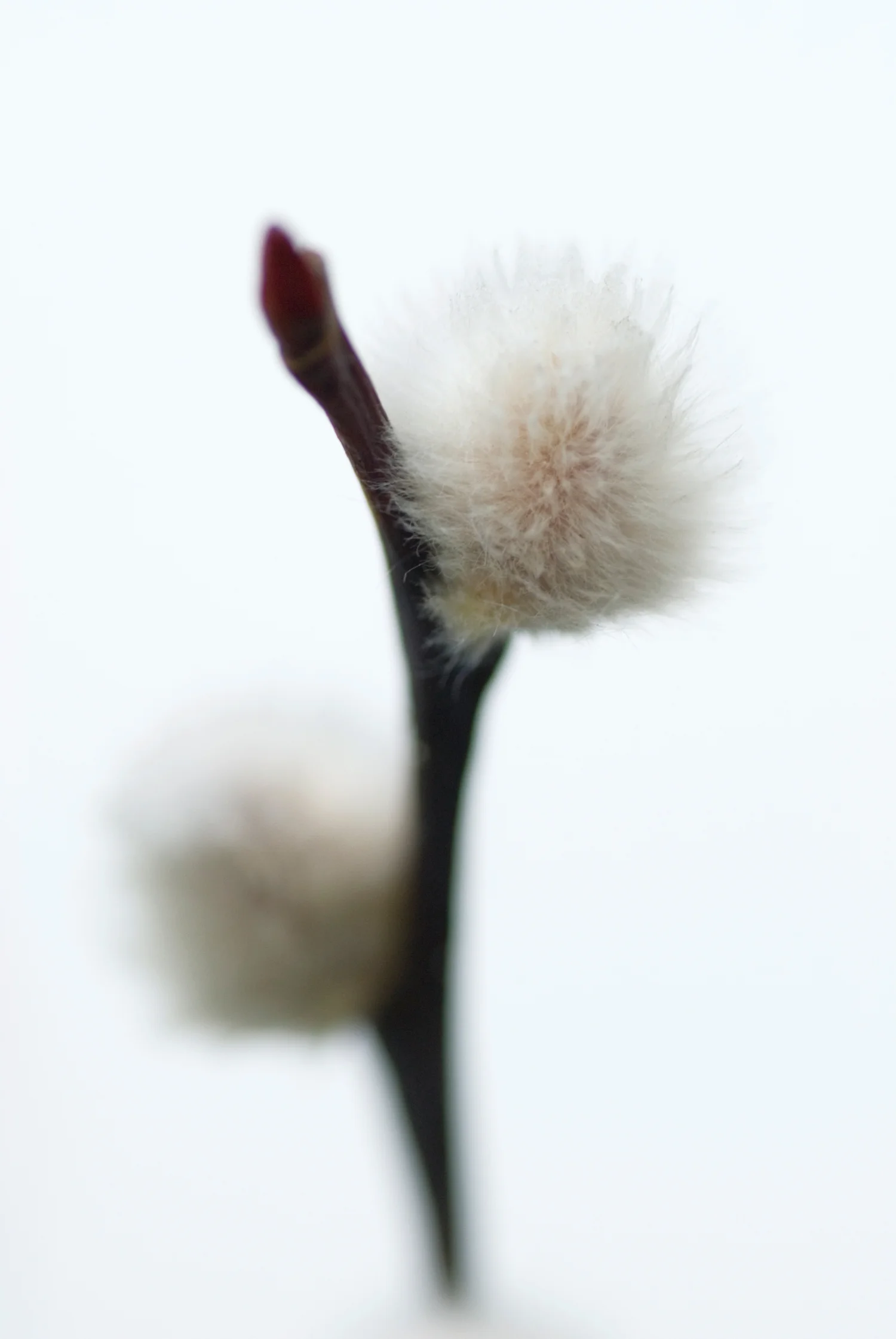 A catkin as a symbol of new life blossoming in springtime
