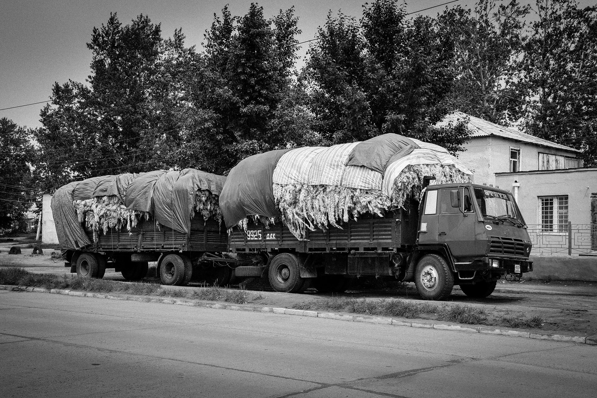 When the time to shear the sheep flock arrives – usually in the spring – this is a common sight along Mongolian roads.