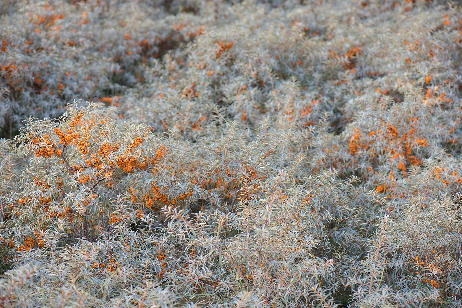 Autumn on 'Schier'