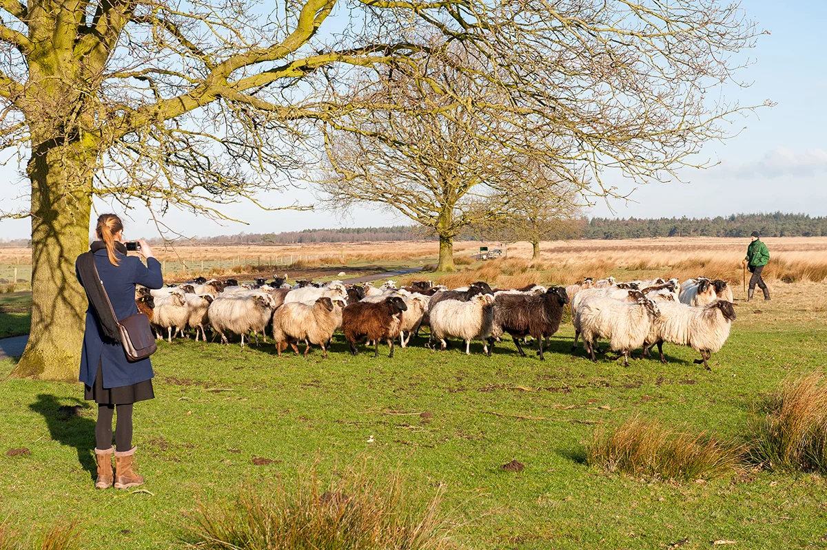 100% Drenthe