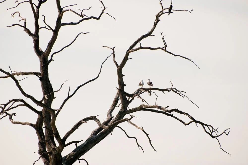 A birding afternoon