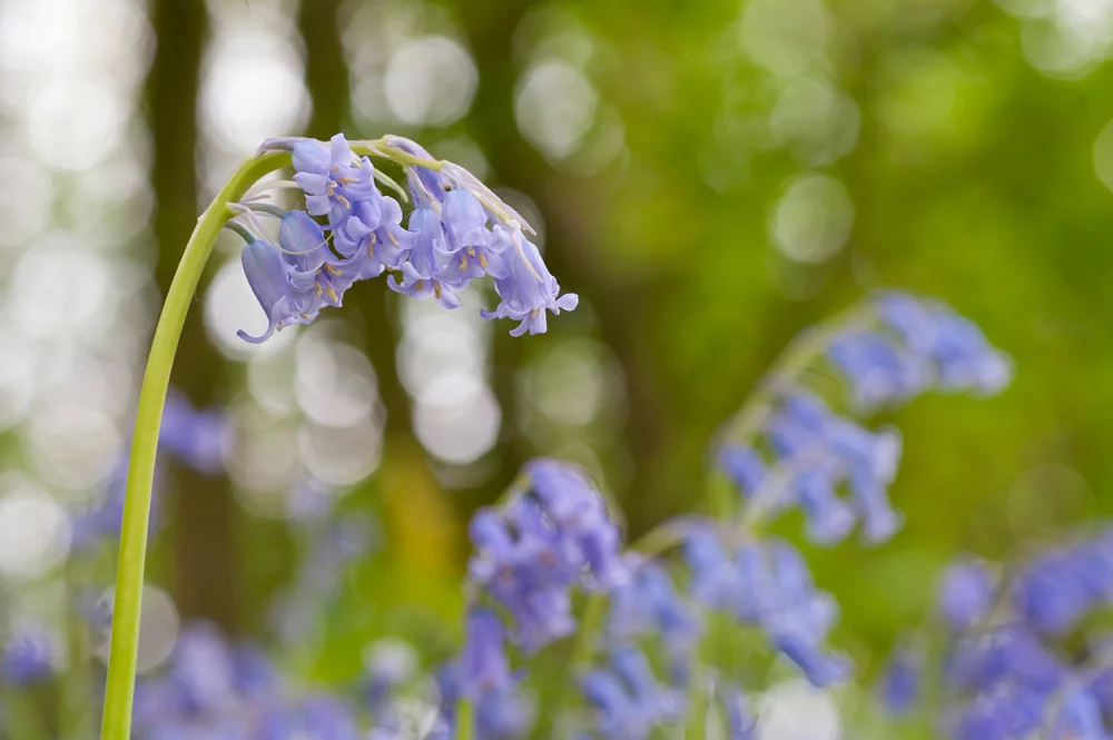Springtime spectacle