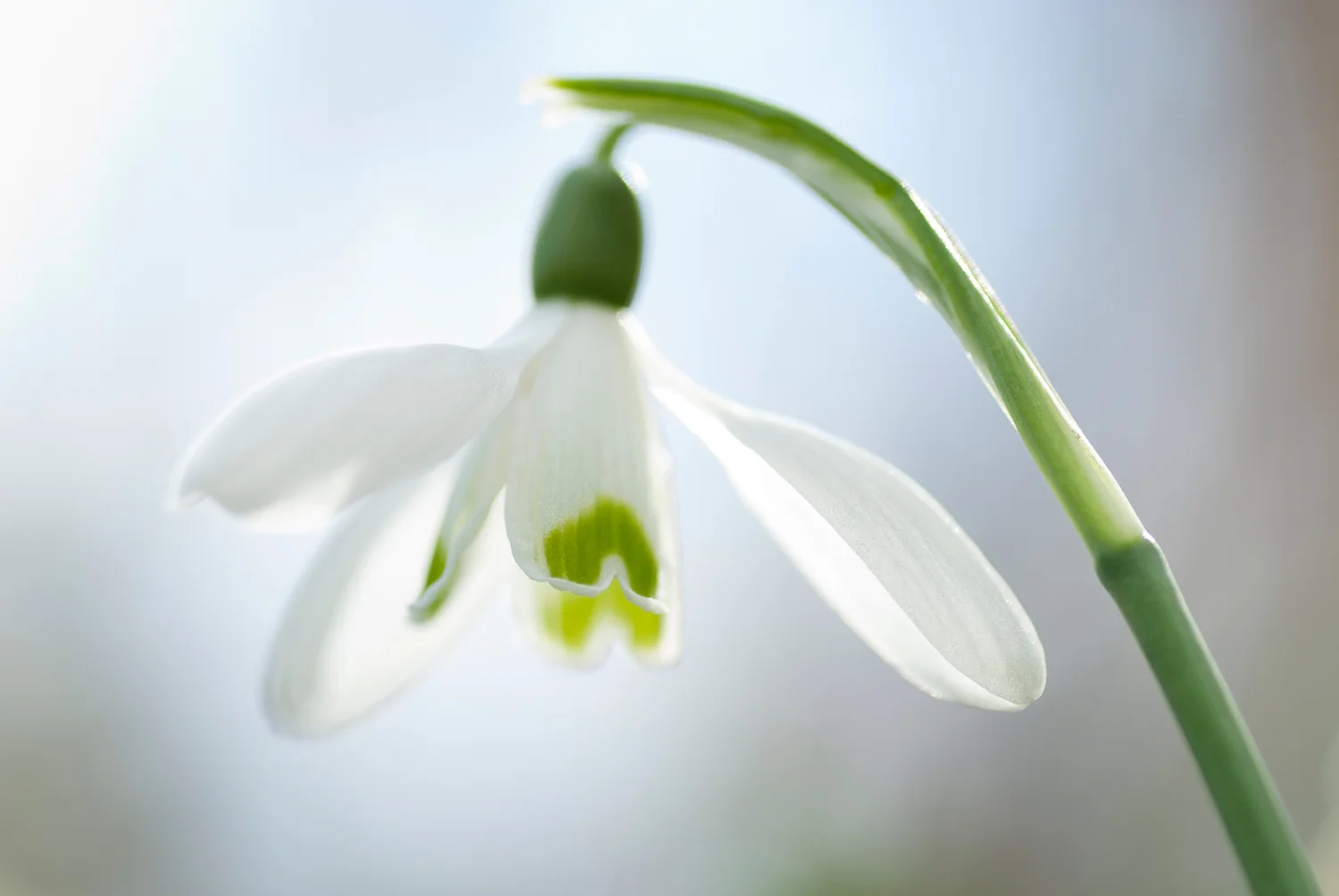 First snowdrops