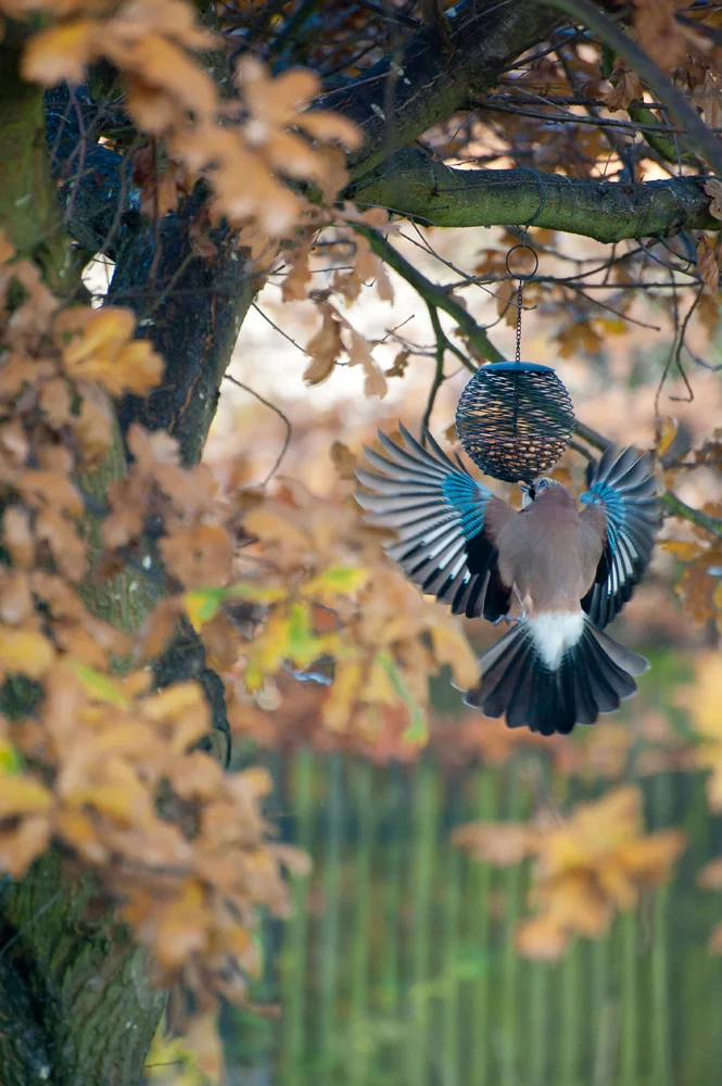 The jays are back