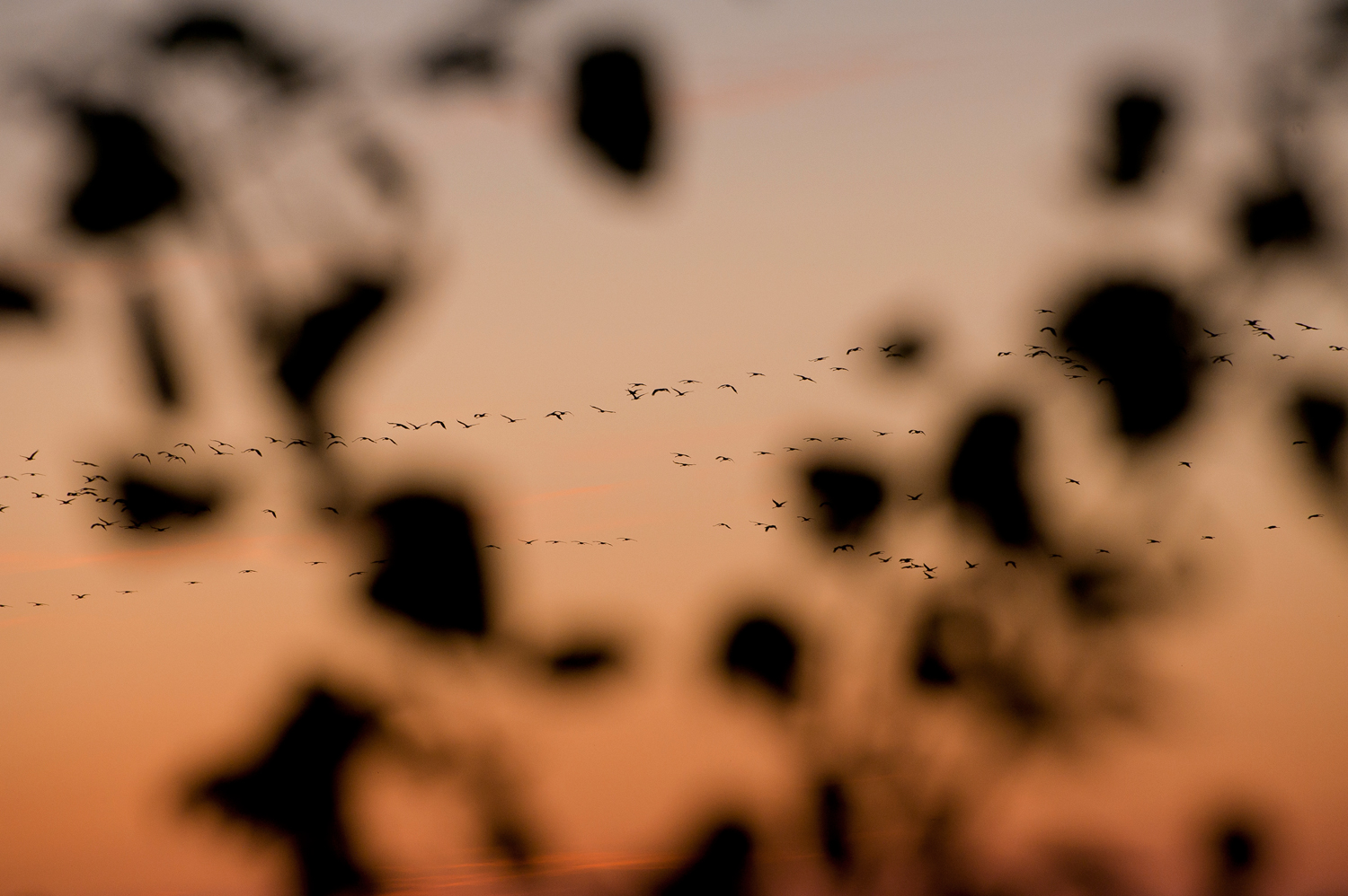 Crane migration