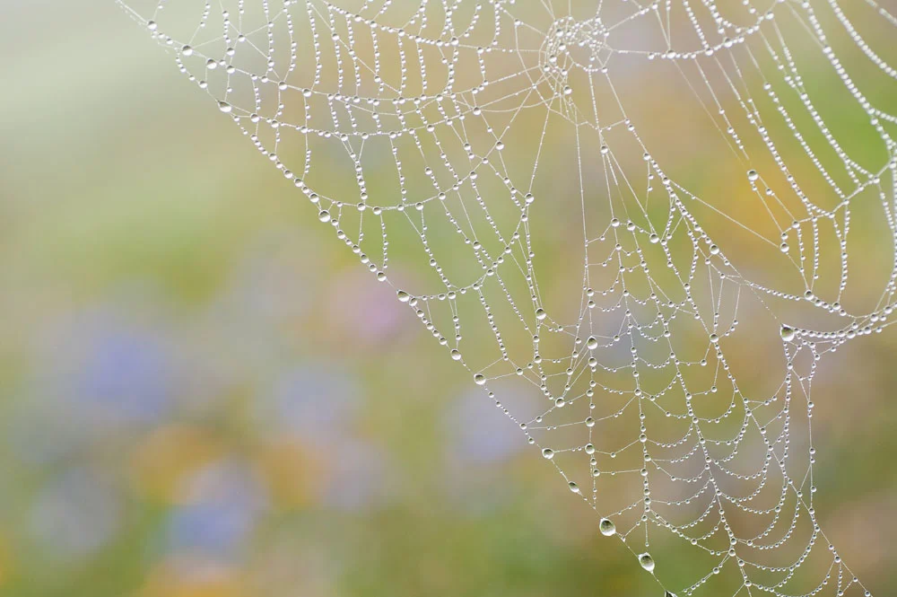 September dew