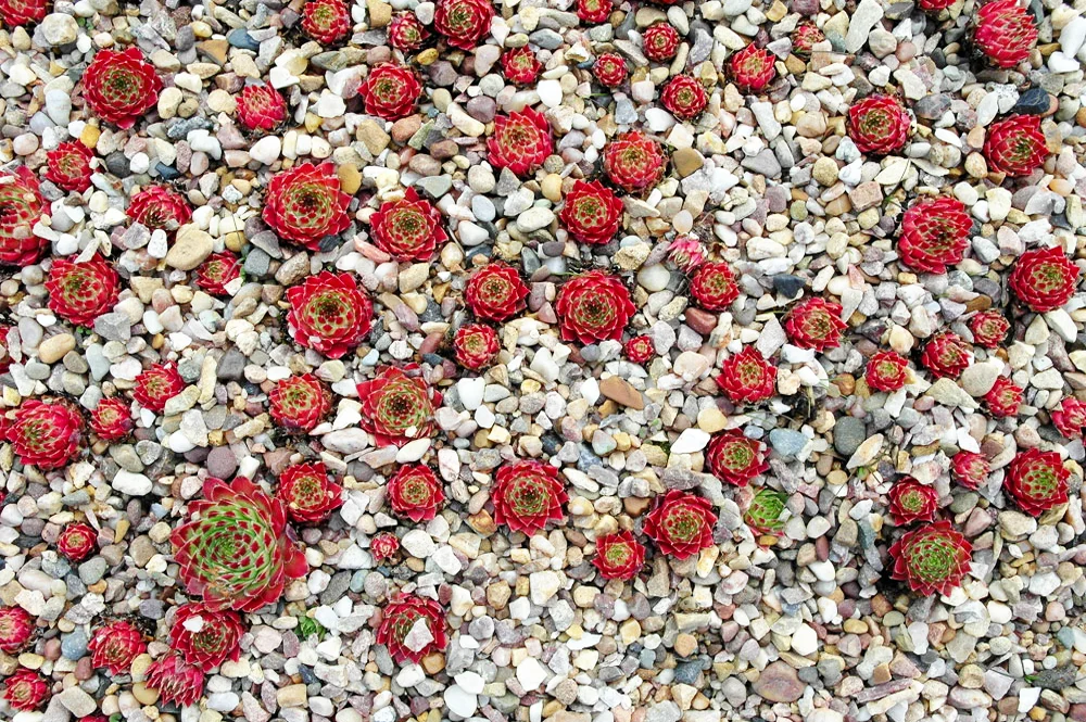 Kew's rock gardens