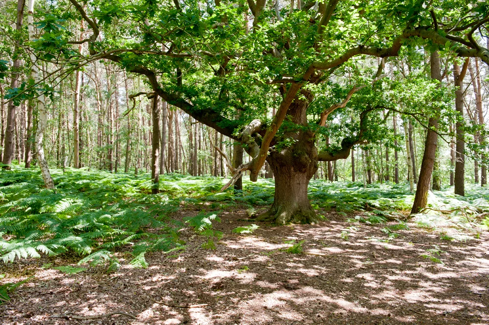 Under the oak tree