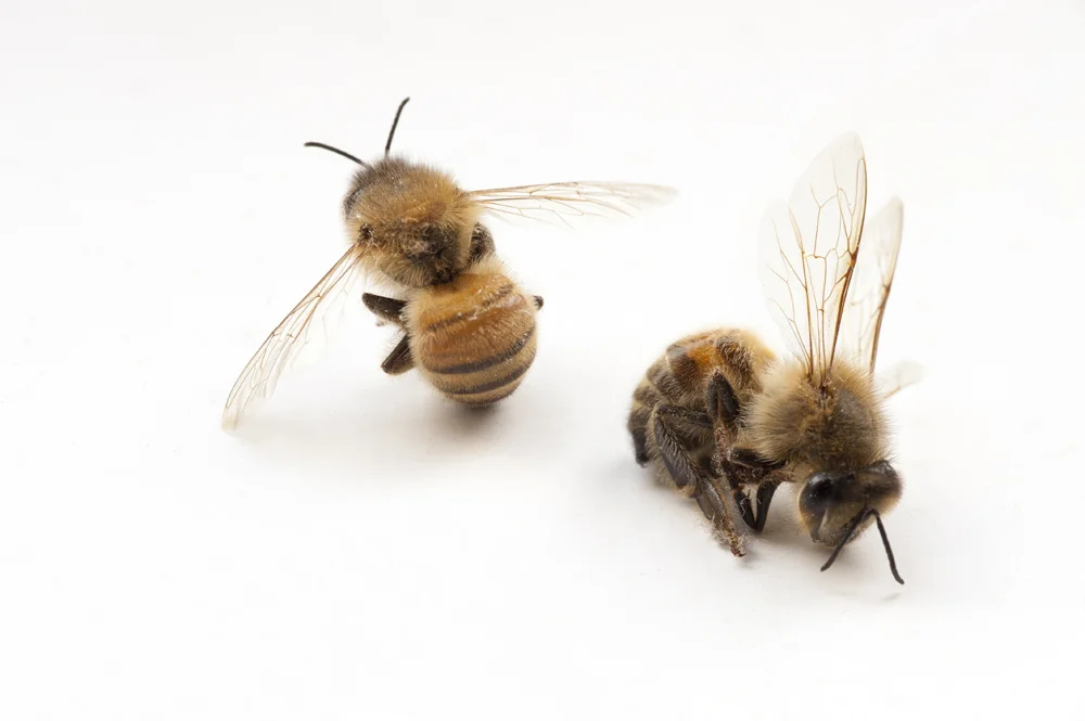 Bee mystery