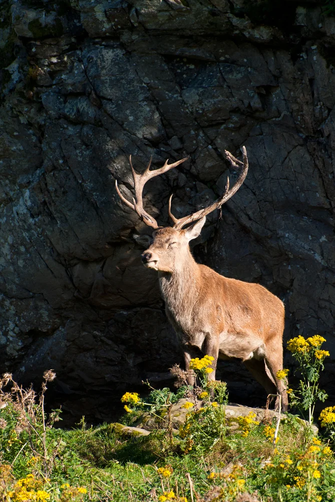 The Monarch of the Glen