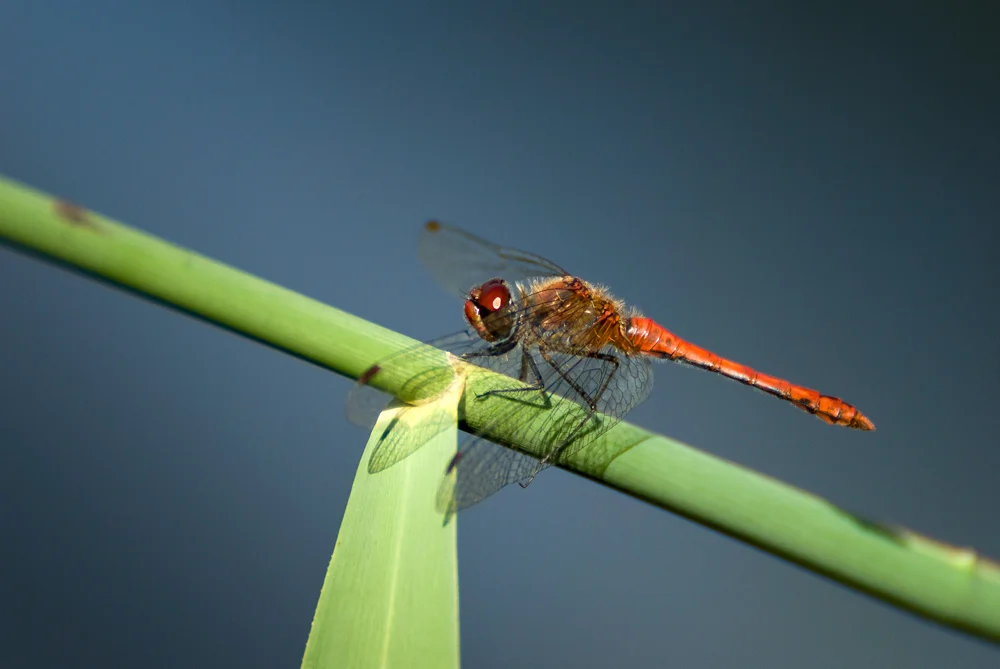 Ruddy darter
