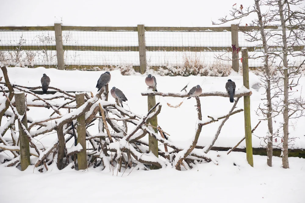 Feathered friends