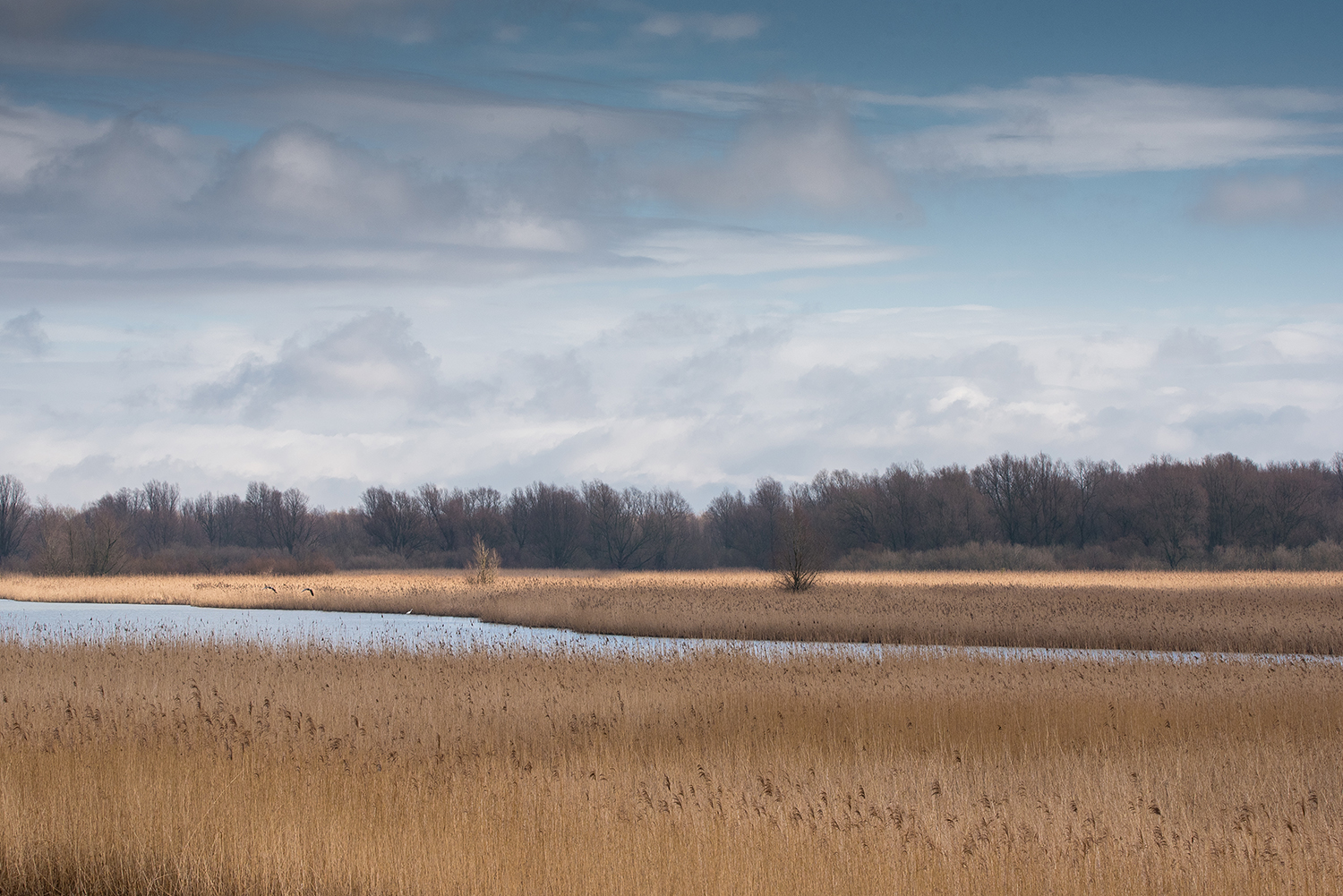 NPNieuwLand6.jpg