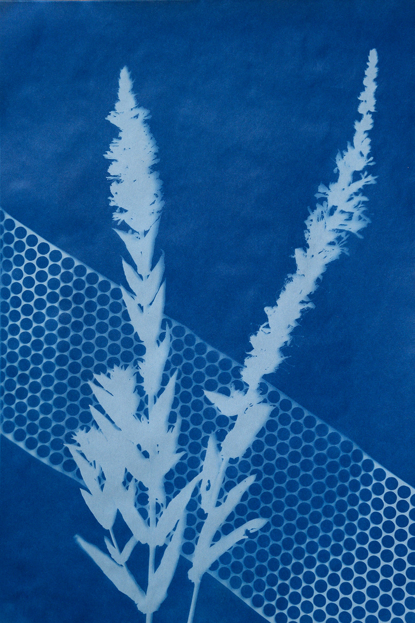 sunprint1.jpeg